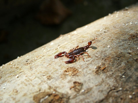 scorpion on tree bark