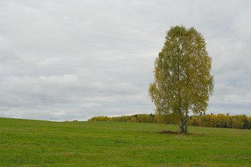 Fototapeta premium lonely tree in a field