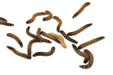 mehlwürmer © Matthias Juhnke