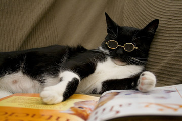 chat intellectuel