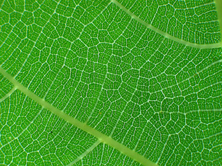 feuille verte