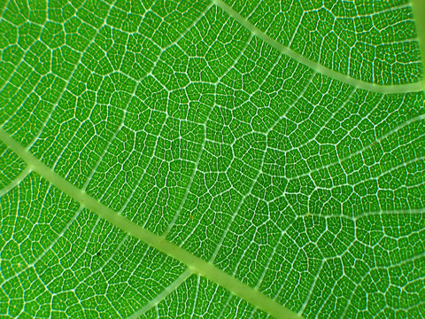 feuille verte