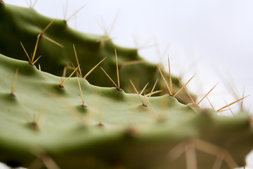 cactus gros plan sur les épines