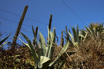 paysage aride et sauvage