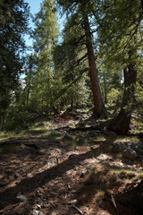 taiga
