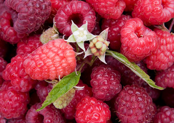 raspberry