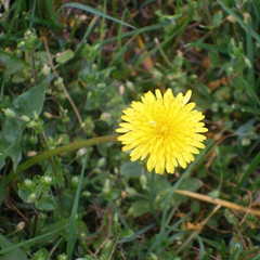 dandelion