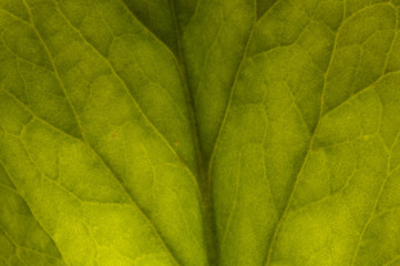 background of badan leaf