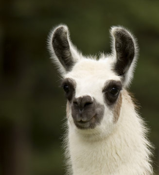 Lama