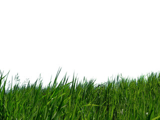 green grass