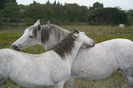 chevaux calin