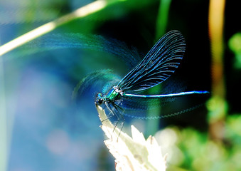 insecte artistique © Philippe LERIDON