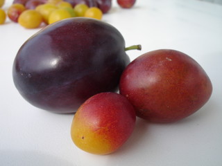 prune,quetsches ou mirabelles