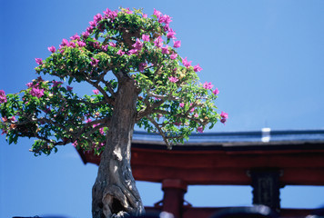 bonsai tree and japanese arch