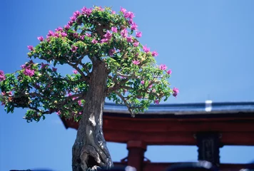 Papier Peint photo Lavable Bonsaï bonsai tree and japanese arch