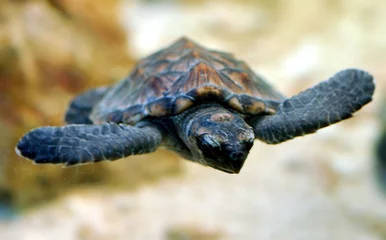 Photo sur Plexiglas Tortue bébé tortue de mer