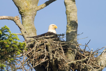 bald eagle in nest