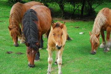 caballos