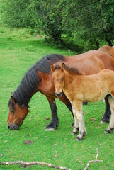 Fototapeta premium potrillo