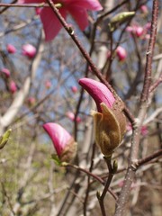 bud ready to bloom