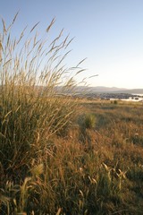 morning light on grass at marina