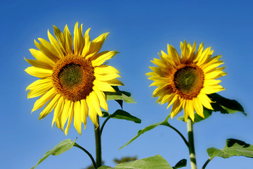 zwei sonnenblumen
