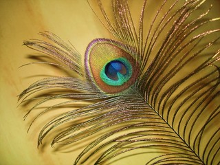 the peacock feather