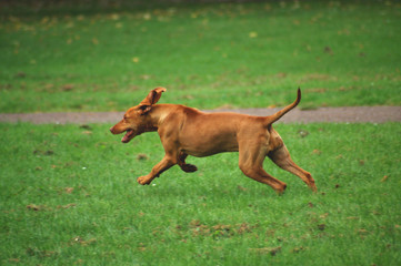 jagdhund tobt sich aus