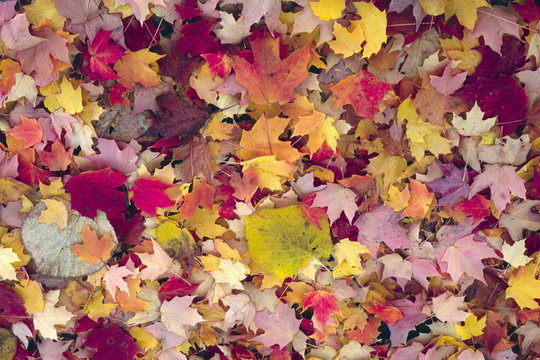 Fototapeta autumn leaves