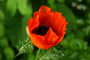 Fototapeta premium poppies.