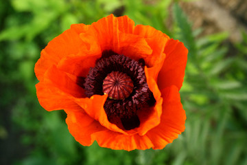 poppies.