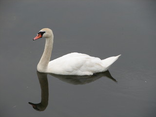 cygne