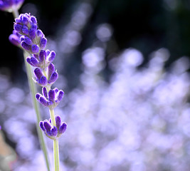 single lavender