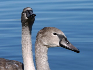 two gray cygnets