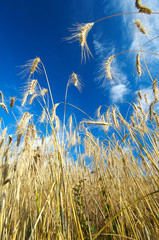 Obraz premium rye field