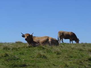 vaches