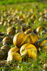 field of pumpkins
