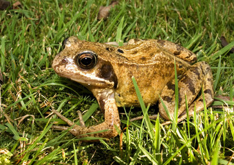 frog