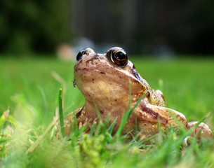 frog