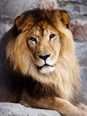 lion - 1363206