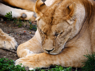 lion