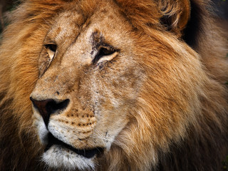 Fototapeta premium lion