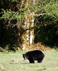 black bear