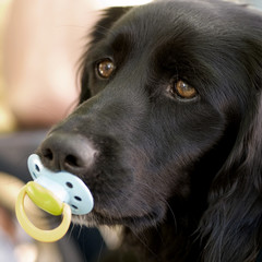 labrador