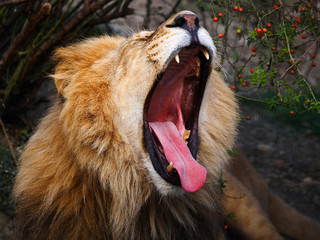 lion