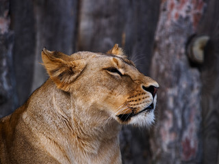 lion