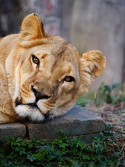 lion