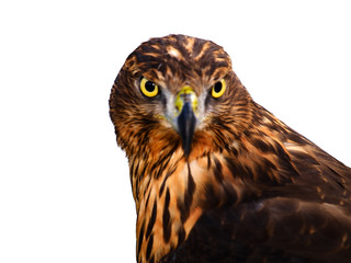 eagle