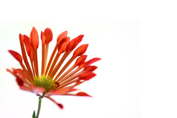 single red chrysanthemum