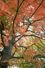autumn pastel